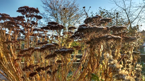 Centre for Wildlife Gardening