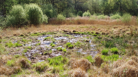 Farm Bog 