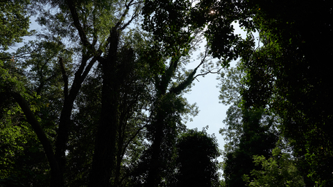 Sydenham Hill Wood
