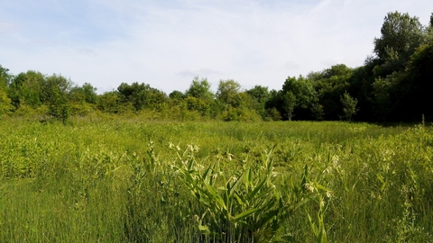 Frays Island and Mabey's Meadow