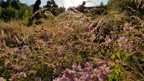 Birdbrook Nature Reserve