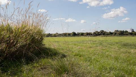 Yeading Brook Meadows