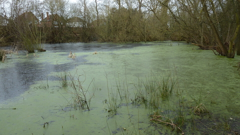 Park Road Ponds