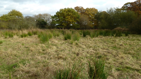 Ickenham Marsh