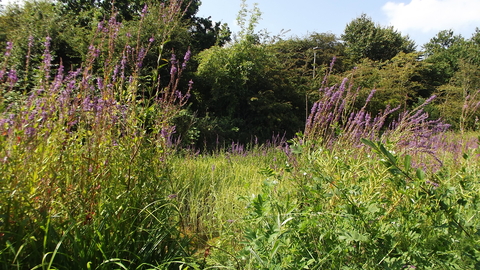 Birdbrook Nature Reserve