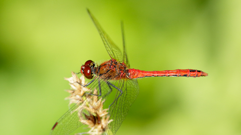 Ruddy darter