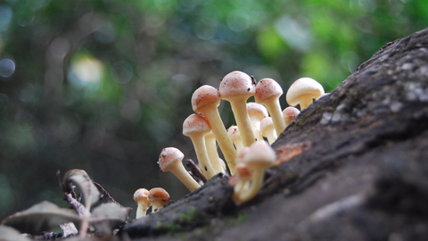 Sulphur tuft fungi 