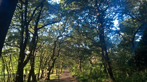 Sydenham Hill Wood 