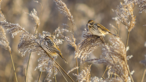 Common reed bunting