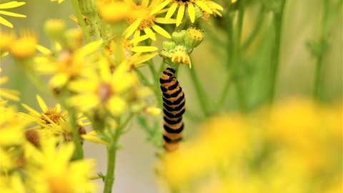 Cinnabar moth caterpillar