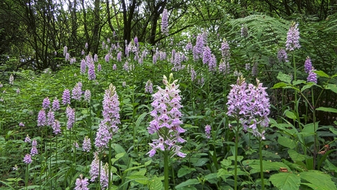 Orchids at Dews Farm Sandpits