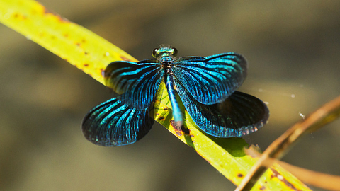 Beautiful demoiselle at Wilderness Island (credit David Fielding)