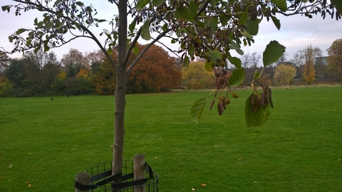 Autumn Alder in Peckham Rye Park