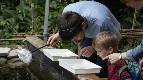 Child and adult pond dipping at Walthamstow Wetlands