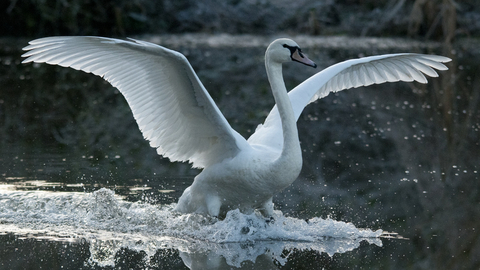 Swan landing in lake