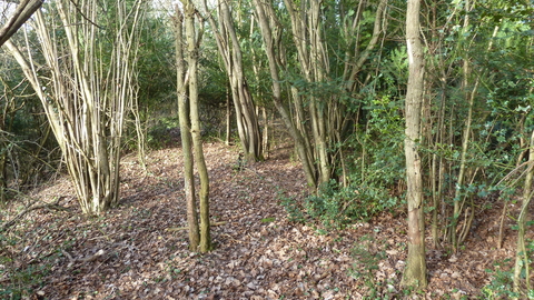 Riddlesdown SSSI