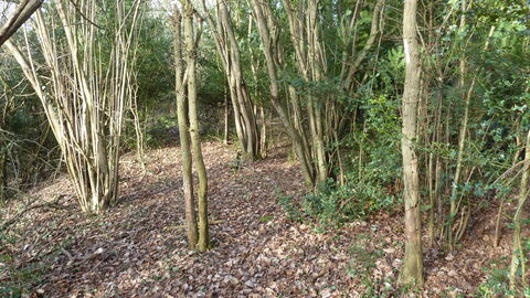 Riddlesdown | London Wildlife Trust