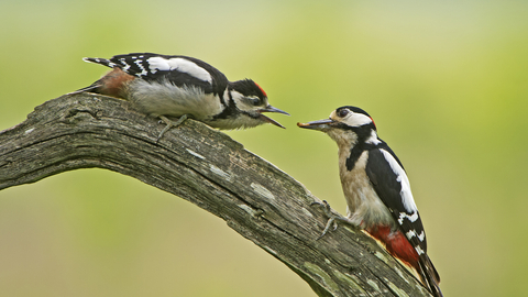 Great spotted woodpecker parent feeding offspring, while perched on a branch.
