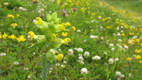 Rhinanthus minor