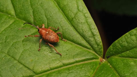 Oak weevil, Sydenham Hill Wood 