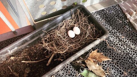 Pigeon nest and eggs on balcony