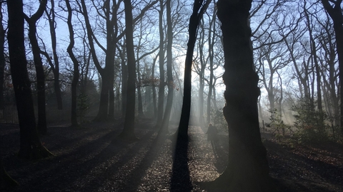 Dulwich Wood in the mist