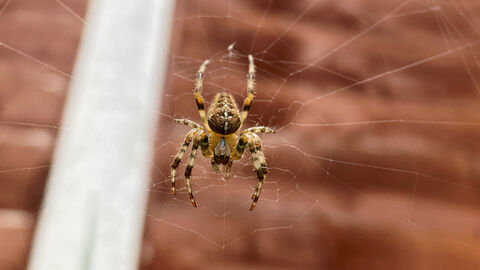 Cross orb weaver