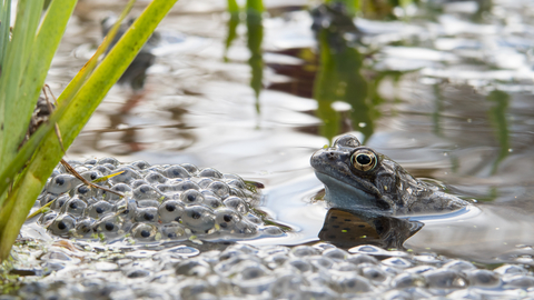 common frog in a pond with an abundance of frogspawn