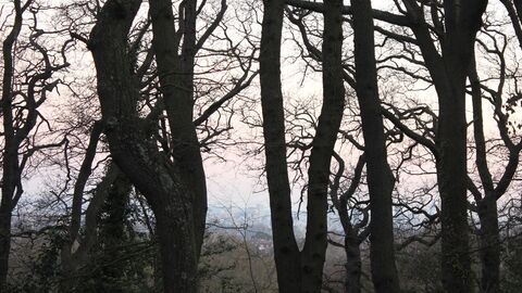 view through trees to London skyline
