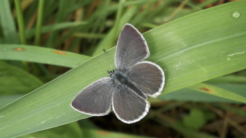 Brilliant Butterflies