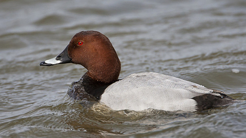 Pochard Walthamstow Wetlands