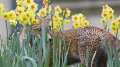 Red fox in daffodils