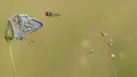 Guided butterfly walk