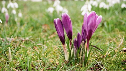Purple crocus