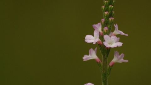 Vervain