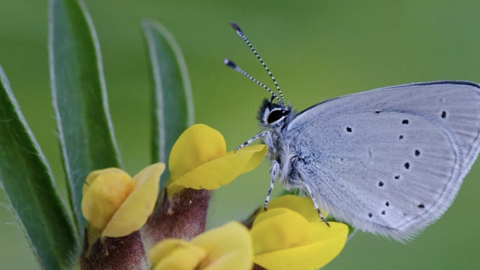 Butterfly identification and monitoring workshop