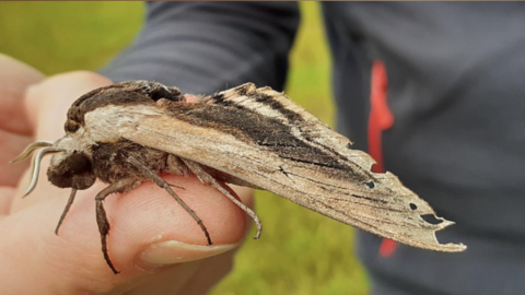 Moth event