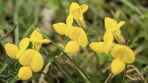 Guided butterfly and wildflower walk on Saltbox Hill nature reserve