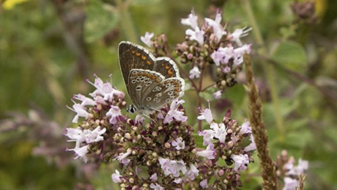 Guided evening nature walk at Hutchinson’s Bank