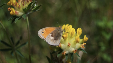 Small heath on kidney vetch