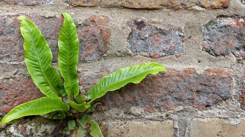 Hart's tongue fern