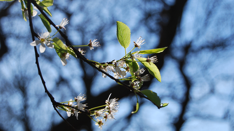 Blackthorn at Sydenham Hill Wood