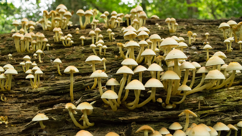 Sydenham Hill Wood Fungi