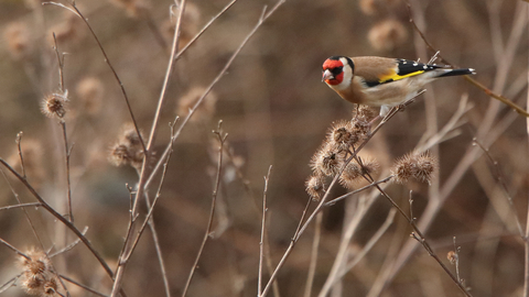 Goldfinch at Walthamstow Wetlands