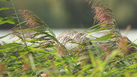 Walthamstow Wetlands reeds