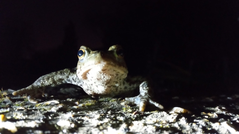toad at night
