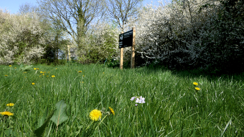 A view of Gutteridge Wood nature reserve including glass with dandelions, trees in blossom & London Wildlife Trust signage board