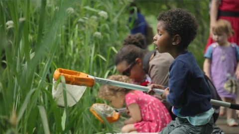 Young child pond-dipping and looking into his net.