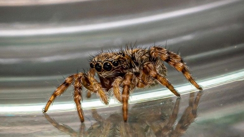 Small spider on shiny surface with reflection