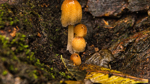 Glistening ink cap mushroom in Sydenham Hill Wood - Candy Blackham